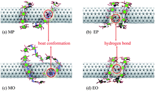 Graphical abstract: Edge effects control helical wrapping of carbon nanotubes by polysaccharides