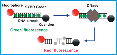Graphical abstract: DNase-activatable fluorescence probes visualizing the degradation of exogenous DNA in living cells