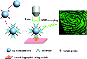 Graphical abstract: Detection of protein deposition within latent fingerprints by surface-enhanced Raman spectroscopy imaging