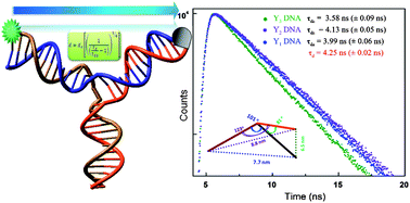 Graphical abstract: Probing Y-shaped DNA structure with time-resolved FRET