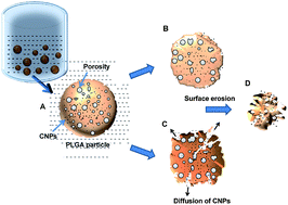 Graphical abstract: A facile synthesis of PLGA encapsulated cerium oxide nanoparticles: release kinetics and biological activity