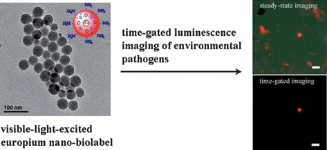 Graphical abstract: Preparation and time-gated luminescence bioimaging applications of long wavelength-excited silica-encapsulated europium nanoparticles