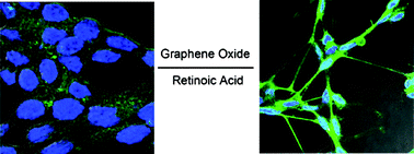 Graphical abstract: Effect of graphene oxide on undifferentiated and retinoic acid-differentiated SH-SY5Y cells line