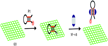 Graphical abstract: A graphene oxide (GO)-based molecular beacon for DNA-binding transcription factor detection