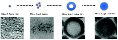 Graphical abstract: Protein-induced structural evolution of silver sulfide at the nanoscale: from hollow particles to solid spheres