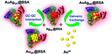 Graphical abstract: Luminescent, bimetallic AuAg alloy quantum clusters in protein templates