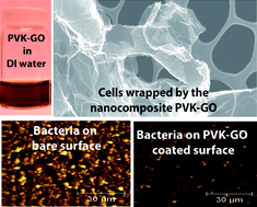 Graphical abstract: Toxicity of a polymer–graphene oxide composite against bacterial planktonic cells, biofilms, and mammalian cells