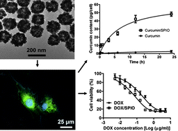 Graphical abstract: Hollow superparamagnetic iron oxide nanoshells as a hydrophobic anticancer drug carrier: intracelluar pH-dependent drug release and enhanced cytotoxicity