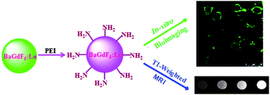 Graphical abstract: Dual-modal fluorescent/magnetic bioprobes based on small sized upconversion nanoparticles of amine-functionalized BaGdF5:Yb/Er