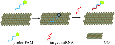 Graphical abstract: Graphene oxide for rapid microRNA detection