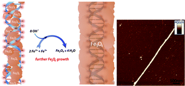 Graphical abstract: Magnetic and conductive magnetite nanowires by DNA-templating