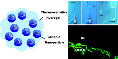 Graphical abstract: Delivering instilled hydrophobic drug to the bladder by a cationic nanoparticle and thermo-sensitive hydrogel composite system