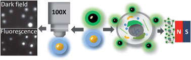 Graphical abstract: A versatile method for generating semiconducting polymer dot nanocomposites