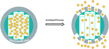 Graphical abstract: Amidase-responsive controlled release of antitumoral drug into intracellular media using gluconamide-capped mesoporous silica nanoparticles