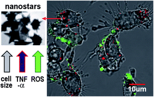 Graphical abstract: Differential response of macrophages to core–shell Fe3O4@Au nanoparticles and nanostars