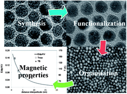 Graphical abstract: Spacing-dependent dipolar interactions in dendronized magnetic iron oxide nanoparticle 2D arrays and powders