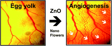 Graphical abstract: Zinc oxide nanoflowers make new blood vessels