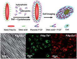Graphical abstract: Fluoridated HAp:Ln3+ (Ln = Eu or Tb) nanoparticles for cell-imaging