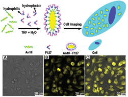 Graphical abstract: Surfactant modification of aggregation-induced emission material as biocompatible nanoparticles: Facile preparation and cell imaging