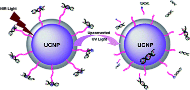 Graphical abstract: NIR light controlled photorelease of siRNA and its targeted intracellular delivery based on upconversion nanoparticles