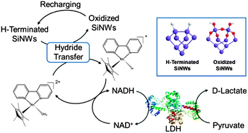 Graphical abstract: Silicon nanowires as a rechargeable template for hydride transfer in redox biocatalysis