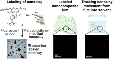 Graphical abstract: Fluorescent labeling and tracking of nanoclay