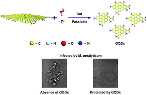 Graphical abstract: Eco-friendly synthesis of size-controllable amine-functionalized graphene quantum dots with antimycoplasma properties