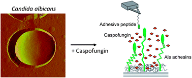 Graphical abstract: Nanoscale analysis of caspofungin-induced cell surface remodelling in Candida albicans