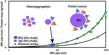 Graphical abstract: Protein corona formation for nanomaterials and proteins of a similar size: hard or soft corona?