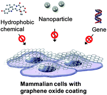 Graphical abstract: Cytoprotective effects of graphene oxide for mammalian cells against internalization of exogenous materials