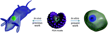 Graphical abstract: Cellular uptake and trafficking of polydiacetylene micelles