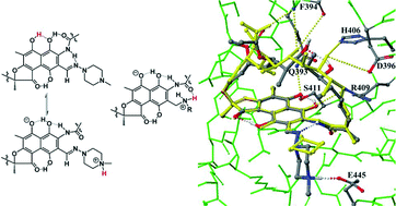 Graphical abstract: Intramolecular proton transfer impact on antibacterial properties of ansamycin antibiotic rifampicin and its new amino analogues