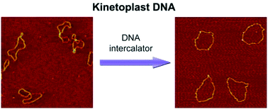 Graphical abstract: Interference of intrinsic curvature of DNA by DNA-intercalating agents