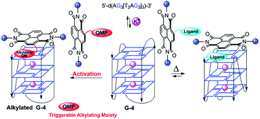 Graphical abstract: Hybrid ligand–alkylating agents targeting telomeric G-quadruplex structures