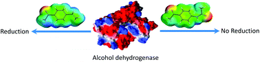 Graphical abstract: Investigation of asymmetric alcohol dehydrogenase (ADH) reduction of acetophenone derivatives: effect of charge density