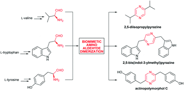 Graphical abstract: Pyrazine alkaloids via dimerization of amino acid-derived α-amino aldehydes: biomimetic synthesis of 2,5-diisopropylpyrazine, 2,5-bis(3-indolylmethyl)pyrazine and actinopolymorphol C