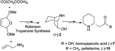 Graphical abstract: Syntheses of (−)-pelletierine and (−)-homopipecolic acid