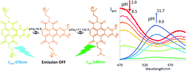 Graphical abstract: Water soluble extended naphthalene diimides as pH fluorescent sensors and G-quadruplex ligands