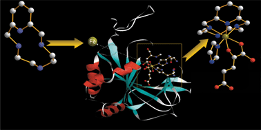 Graphical abstract: Evidence for inhibition of HIF-1α prolyl hydroxylase 3 activity by four biologically active tetraazamacrocycles