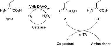 Graphical abstract: Deracemization of unnatural amino acid: homoalanine using d-amino acid oxidase and ω-transaminase