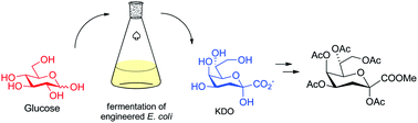 Graphical abstract: Synthesis of a 3-deoxy-d-manno-octulosonic acid (KDO) building block from d-glucose via fermentation