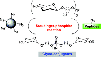 Graphical abstract: Chemoselective Staudinger-phosphite reaction of symmetrical glycosyl-phosphites with azido-peptides and polygycerols
