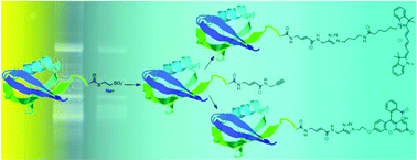 Graphical abstract: Fluorescence-based active site probes for profiling deubiquitinating enzymes