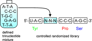 Graphical abstract: Mixed oligonucleotides for random mutagenesis: best way of making them