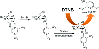 Graphical abstract: An enzyme-initiated Smiles rearrangement enables the development of an assay of MshB, the GlcNAc-Ins deacetylase of mycothiol biosynthesis