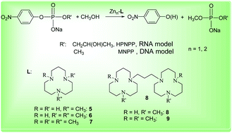 Graphical abstract: Steric effects on the catalytic activities of zinc(ii) complexes containing [12]aneN3 ligating units in the cleavage of the RNA and DNA model phosphates