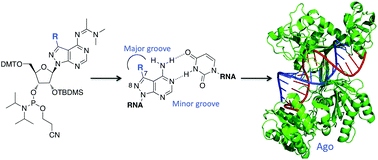 Graphical abstract: 7-Substituted 8-aza-7-deazaadenosines for modification of the siRNA major groove