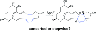 Graphical abstract: Concerted, highly asynchronous, enzyme-catalyzed [4 + 2] cycloaddition in the biosynthesis of spinosyn A; computational evidence