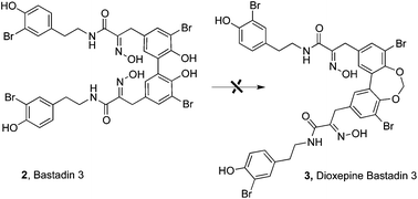 Graphical abstract: First total synthesis of dioxepine bastadin 3