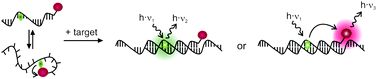 Graphical abstract: Dual fluorophore PNA FIT-probes − extremely responsive and bright hybridization probes for the sensitive detection of DNA and RNA